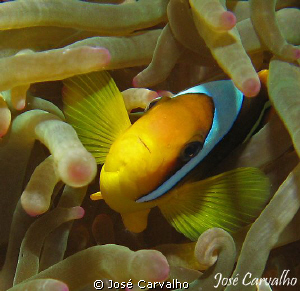 Anemone fish, Carnatic Wreck, Red Sea. by José Carvalho 
